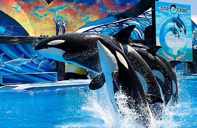 SeaWorld, Orca, Killer Whale Show